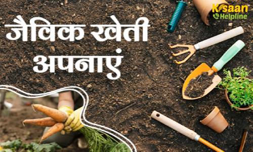 किसान भाई अपनी खेती की गुणवत्ता सुधारने के लिए अपनाये जैविक खेती, जानिए जैविक खेती का महत्व और लाभ के बारे में